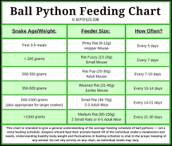Ball Python Feeding Chart Ball Python Pet Snake Python