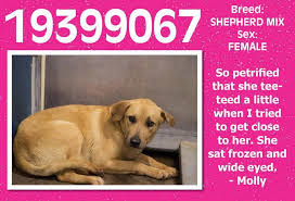A local animal shelter is in need of your help. Help Save This Terrified Girl Urgent Animals At Fort Worth Animal Care And Control S Photo Current Known Status Unknown Pet Care Animals Saving Lives