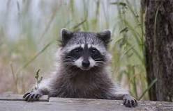 How dirty are raccoons?