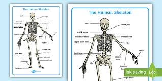 Solve the vocabulary crossword puzzles for: Free Human Skeleton Labelling Sheet Human Body Bones