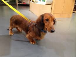 The little dog's surprisingly loud, houndy bark is also a throwback to his working roots: Adopt Louie On Petfinder Cute Little Puppies Dachshund Love Dachshund Dog