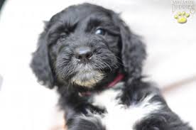 It's free to post an ad. Leah Springerdoodle Puppy For Sale In Gap Pa Happy Valentines Day Happyvalentinesday2016i