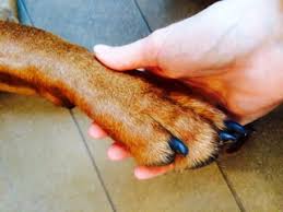 3 great ways to trim your dog s nails