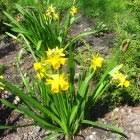 Znalezione obrazy dla zapytania wiosenne kwiaty gify