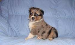 If you would like to expand your search outside of australian shepherd puppies listed in fayetteville, arkansas, then perhaps you would be interested in the following puppies. Australian Shepherd Puppies Price 400 00 For Sale In El Dorado Arkansas Best Pets Online