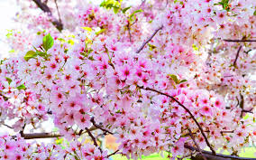 cherry blossoms bunga cherry blossom