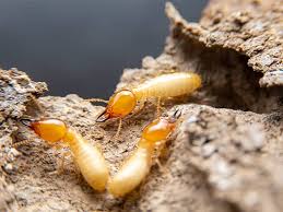 'if you want to get rid of them, there are plenty of ways to do so without having to rely on chemical solutions. Ten Little Known Facts About Termites Termite Resource Center Articles