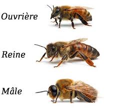 RÃ©sultat de recherche d'images pour "abeille"