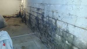 You can't clean mold off of cement. Stop Mold From Lurking In Your Basement