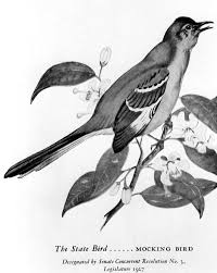drawing of florida s state bird and flower