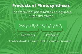 what are the s of photosynthesis