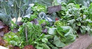 Vegetable Growing Guide Tui Prepare