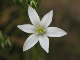 Image result for star of bethlehem flower