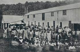 Fiji Museum - Tea processing plant at Davutu, Wainunu, Bua, about 1905-10. | Facebook