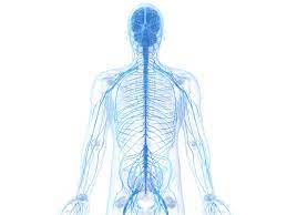 The nervous system has two major parts: Learn About The Peripheral Nervous System