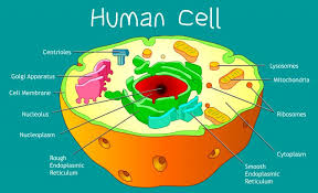 cell structure biology tutorial