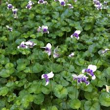 Passion flowers produce regular and usually showy flowers with a distinctive. Native Violets For Your Garden And Table Organic Gardener Magazine Australia