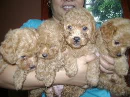 pure breed toy poodle caloocan city