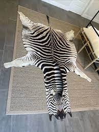 zebra skin rug trophy grade hide ebay
