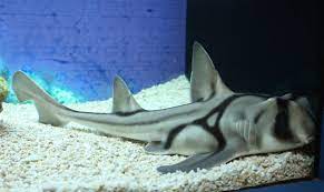 Австралийская бычья акула — Википедия