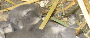 rabbit litter which bedding is best