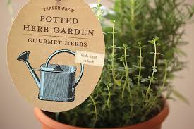 Trader Joe S Herb Garden