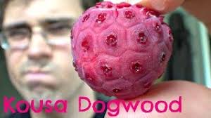 kousa dogwood review weird fruit