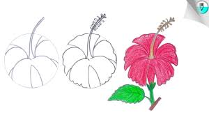 how to draw a hibiscus flower step by