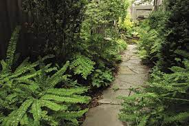 plants for shady pageways