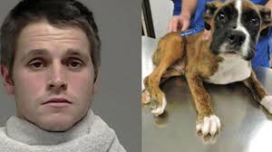 Breeding quality, health tested, champion bloodlines boxers. Man Sentenced To 12 Years In Prison For Stomping On Throwing Puppy
