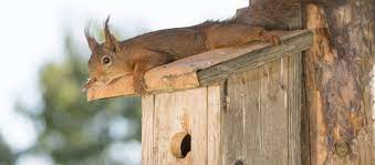 They are flexible creatures that can fit their bodies through any opening they can get their if a squirrel decides to take up residence in your house, you can often hear it clawing, chewing, and running around in the walls, ceilings, and floors. Squirrel Removal Birdhouse Feeder Animal Remover