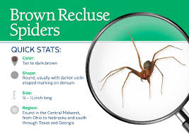 Do Brown Recluse Spiders Bite Learn About The Threats These