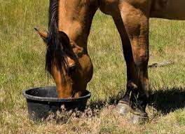 Image result for What To Look In High Quality Feed Balancer For Horses?