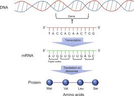 genetic code an overview