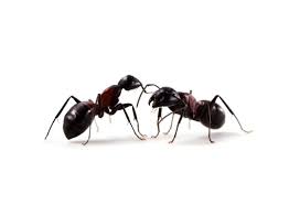 tiny ants on kitchen counter diy