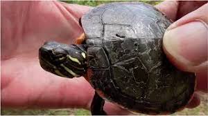 They prefer shallow and quiet fresh water bodies with ample aquatic plants. Baby Midland Painted Turtles Youtube
