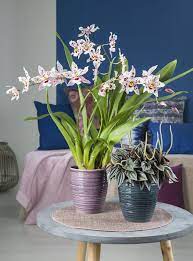 Orchid Pots Scheurich