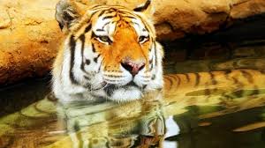 cute young tiger hd wallpaper wallpaperfx