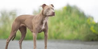 See more ideas about pitbull terrier, american pitbull terrier, pitbulls. Rasseportrait American Pitbull Terrier Apbt