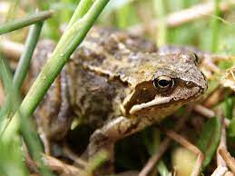 a frog in my garden