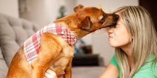 dog bad breath why it happens how