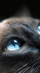 Cats Blue Eye Cute Android wallpaper ...