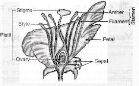 Draw a labelled diagram of the longitudinal section of a flower. Draw A Labelled Longitudinal Structure Of A Flower Showing Its Parts Sarthaks Econnect Largest Online Education Community
