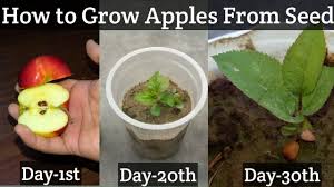 After you extract the seeds from the apple or apples, add the seeds to a bowl of water. How To Grow An Apple Tree From Seed Easy Way Growing Apples From Seed Growing Apple Trees Apple Tree From Seed