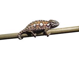 carpet chameleon reptiles