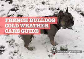 French Bulldog Cold Weather Guide How
