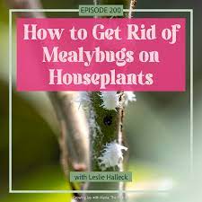 how to get rid of mealybugs on