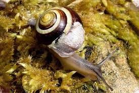 snails and s problems causes and