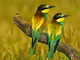beautiful colorful birds on a branch