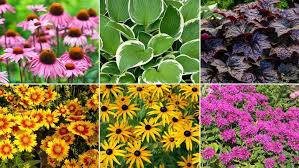 Choosing Perennials For Fast Results In